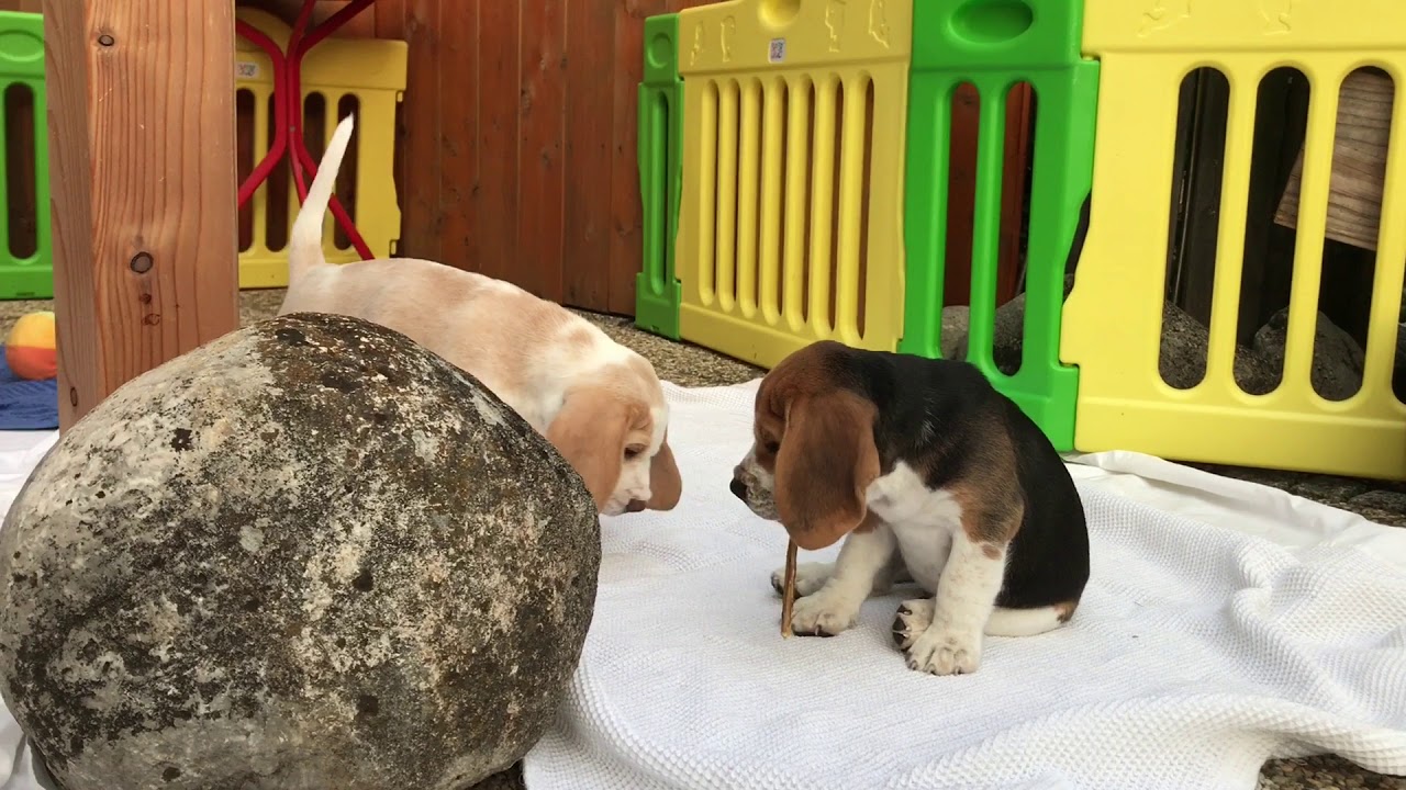 Milchziemer - Beagle - Polonaise