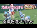 ほぼ放置してるだけで色違いのイワンコが大量にGETできますw【ポケモンSV】