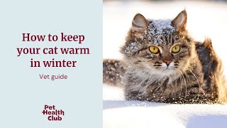 Do cats get cold? | How to tell if your cat is cold | your vet guide