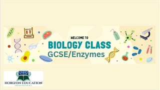 Biology   GCSE   Enzymes