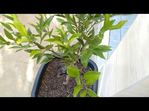 Vídeo: Como Cultivar Uma Tangerina Em Casa