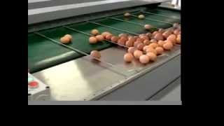 Riva egg grader S 91 S21