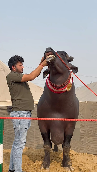 Pistol 4-5 Ka (Official Video) | Masoom Sharma | Shivani Yadav | New Haryanvi Song Haryanvi 2024