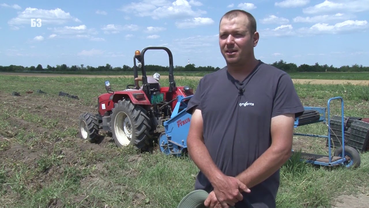 Vadjene krompira TRAJE DVA MESECA NAJMANJE  - ALI EVO ZAŠTO - koja je poenta !?