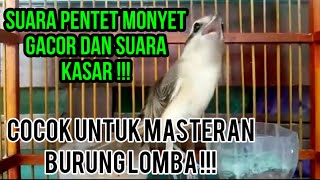 Suara Pentet Monyet Gacor dan Kasar ‼️