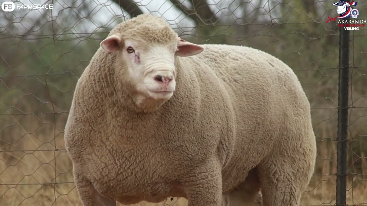 Hageland Ile de France bied aan BS 19-0120 op dié jaar se Jakaranda Ile de France veiling.