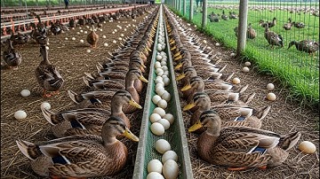 Duck farming - How to raise duck for business at home - Harvesting organic eggs