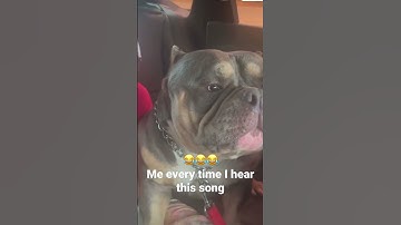 Thumbnail of Dog singing Tems - Free Mind