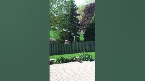 How to keep squirrels away from your bird feeder