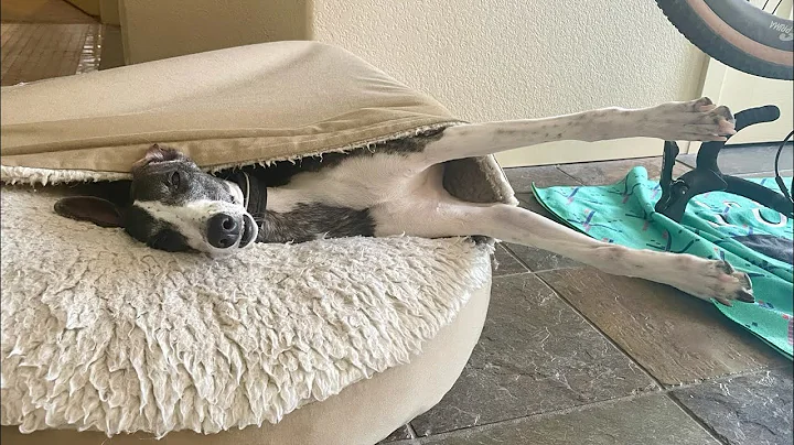 Winter whippet update