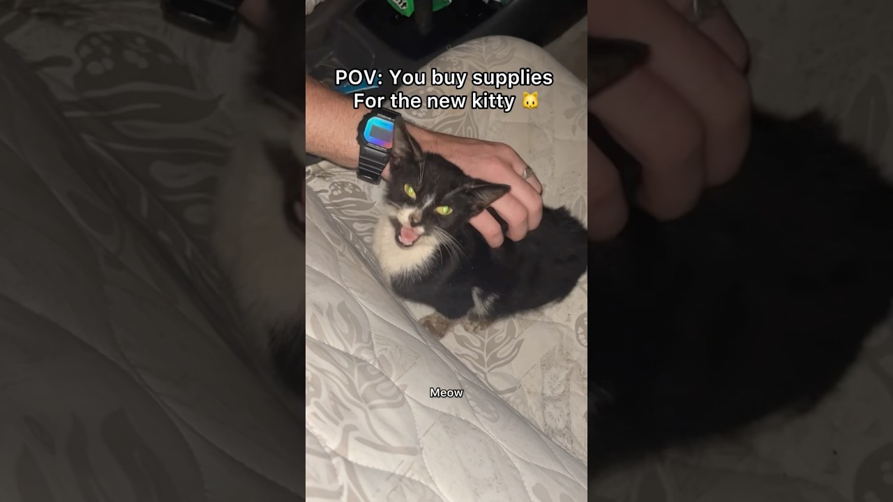 Mr Hero passed away last night! We love you Mr Hero! ❤️ #pov #straycat #cat