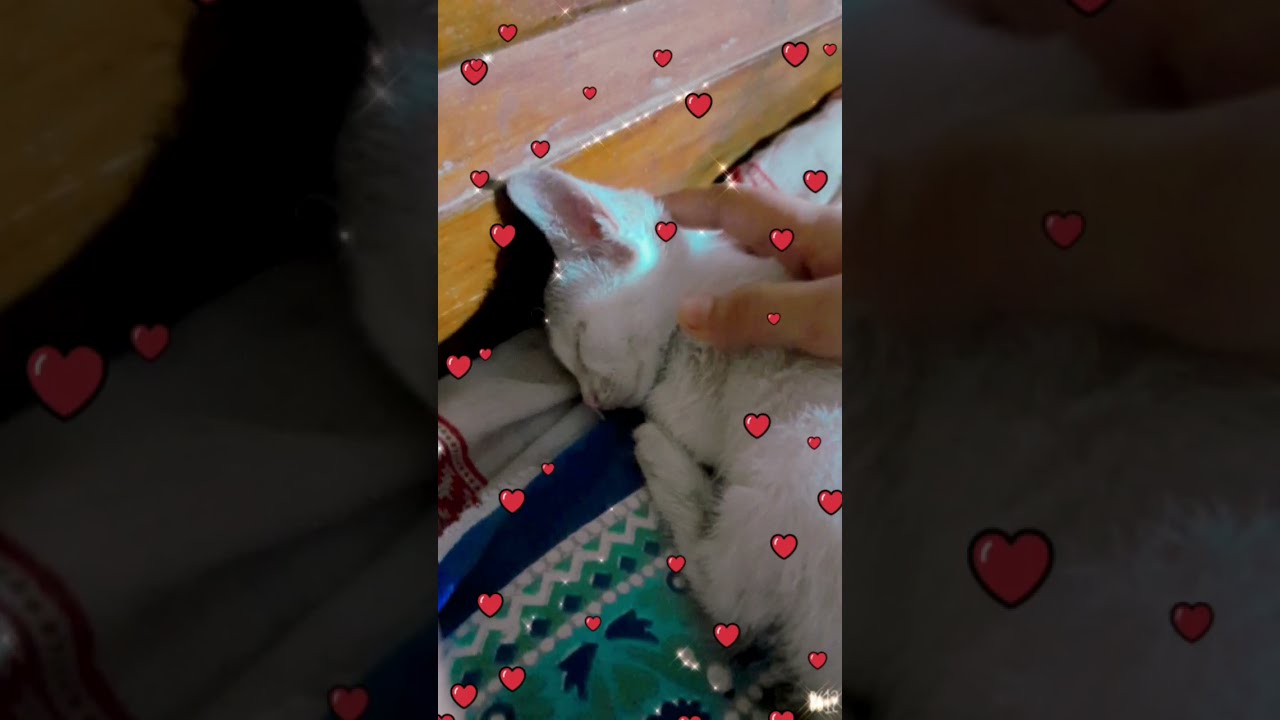 Cutie sleeping|Cute kitten|Cute kitten sleeping