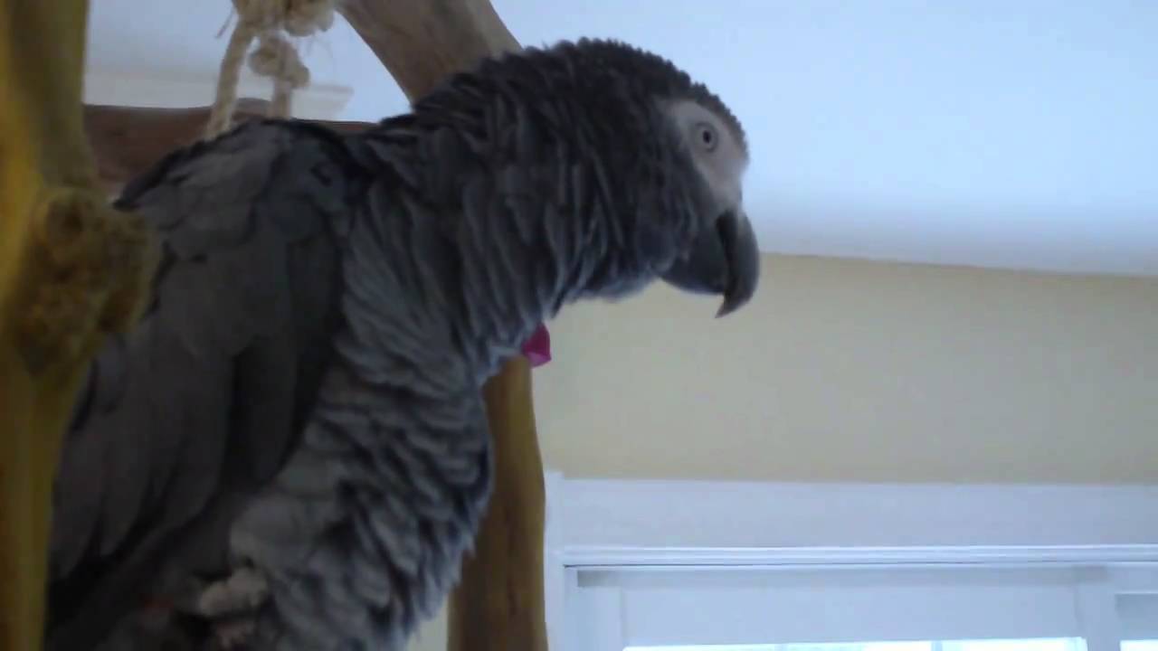 African Grey's BEST TALKING (with captions) YouTube