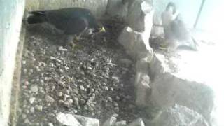 プイされたきららくん(♂ハヤブサ)20091022-3.swf