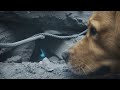 My Dog, My Hero: An Earthquake Survival Story