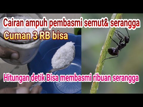 Video: Apakah boraks akan membunuh semut?