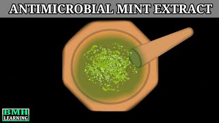 Antimicrobial Properties Of Mint Investigation Of Antimicrobial Activity Of Mint 