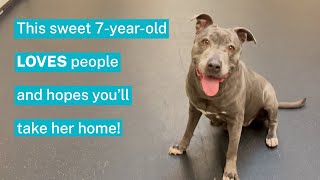 Get to Know Luna! by Pasadena Humane 516 views 1 year ago 31 seconds