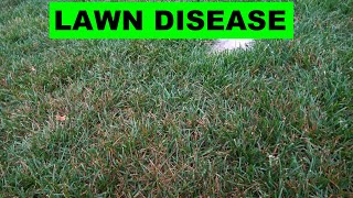 Preventing and Fighting Lawn Diseases - Brown Spots in Lawn by Grass Daddy 16,253 views 3 years ago 12 minutes, 36 seconds