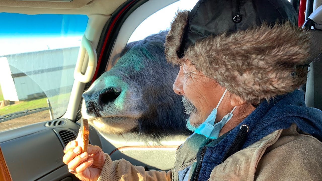 Olympic Game Farm Zoo Park 2020 YouTube