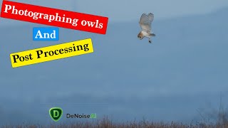 Photographing Owls and Post Processing