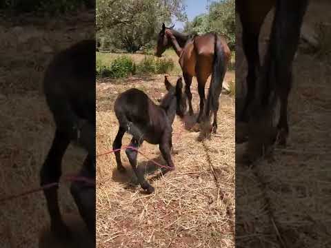 صوت التحذير