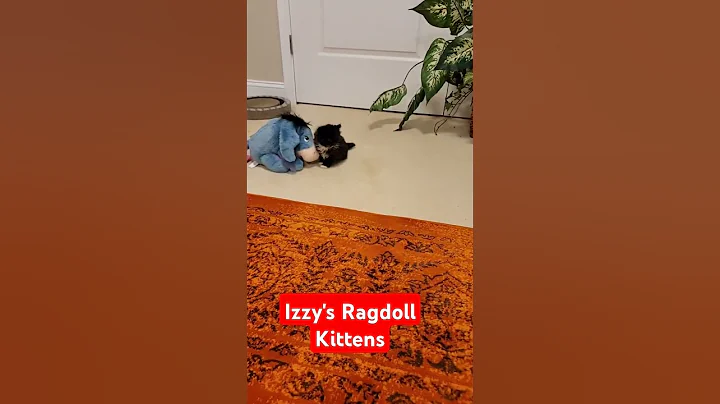 Watch the video about Izzy's babies are getting bigger. #ragdoll #ragdollkitten #catoftheday #ragdollkittens #kitty