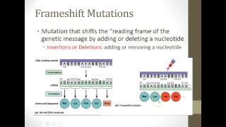 Chapter 13 Lesson 3 Mutations