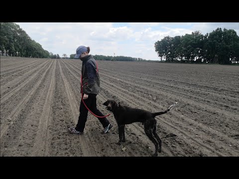 Wideo: Życie Psa W Petersburskiej Bohemie - Alternatywny Widok