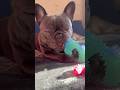 #frenchbulldog #аффирмацииуспех #аффирмации #французкийбульдог #cute #dog #dogshorts