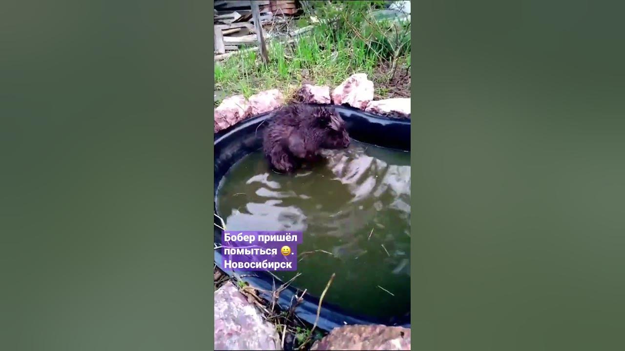 Бобер пришёл помыться 😀. Новосибирск, 16.04.23 #бобер # ...