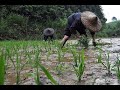 Горький хлеб: как сельские жители Китая выращивают рис и празднуют праздники