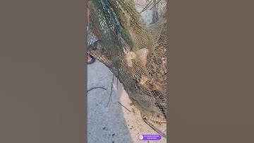 Bẫy Cá bằng Lưới Lồng Bát Quái và cái kết, catfish, net fishing, fishing net #shorts