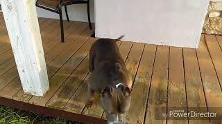 RUBY WORKING ON HER SIT AND STAY COMMAND (no treats)