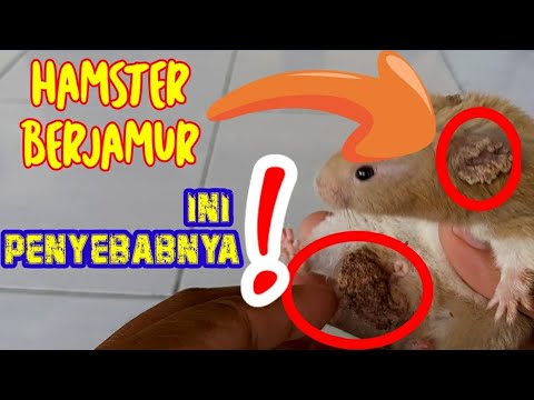 Video: Infeksi Kurap Pada Hamster