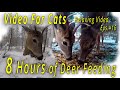 8 Hours of Deer Feeding - Video for Cats  (Eps.#16)