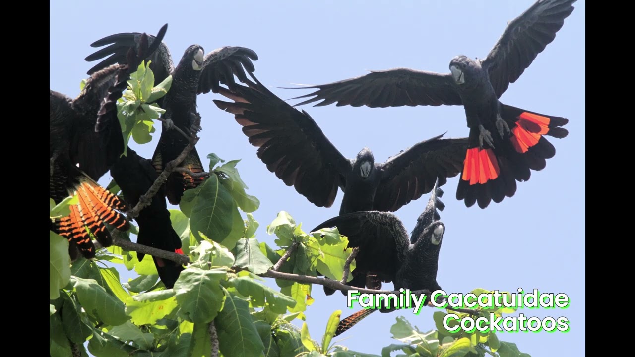 Birding Australia 2025, Part 3, Cairns to Port Douglas