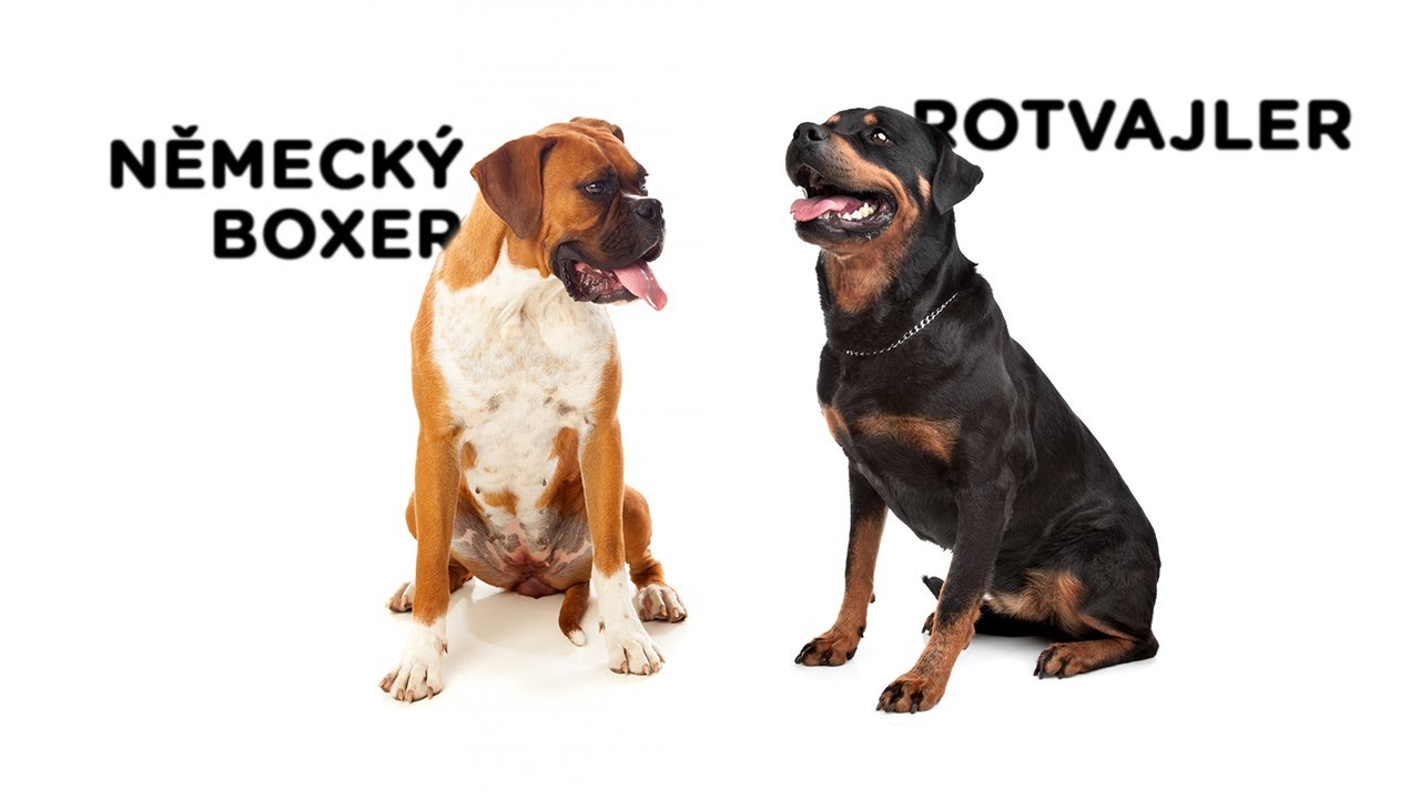 Psí duel - Německý boxer vs. Rotvajler - Tlapka TV