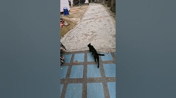 Video 11188661: cats thailand, black cat