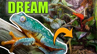 BIOACTIVE TREE FROG TANK UPDATE!! | DREAM TREE FROGS ARE IN!