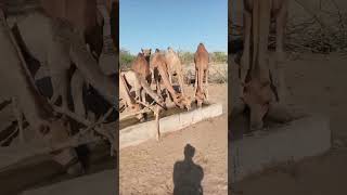 camel drinking water video @Baabetharvijuto