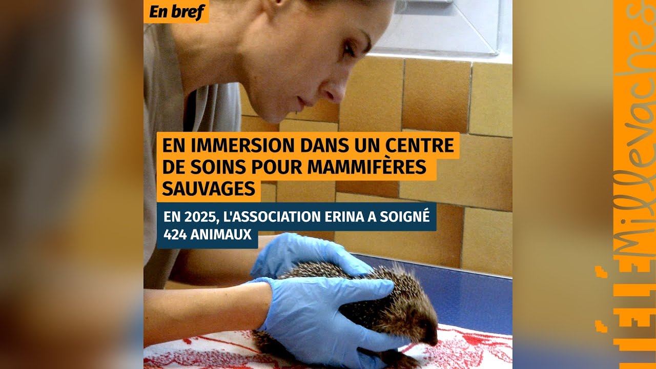 En immersion dans un centre de soins pour mammifères sauvages
