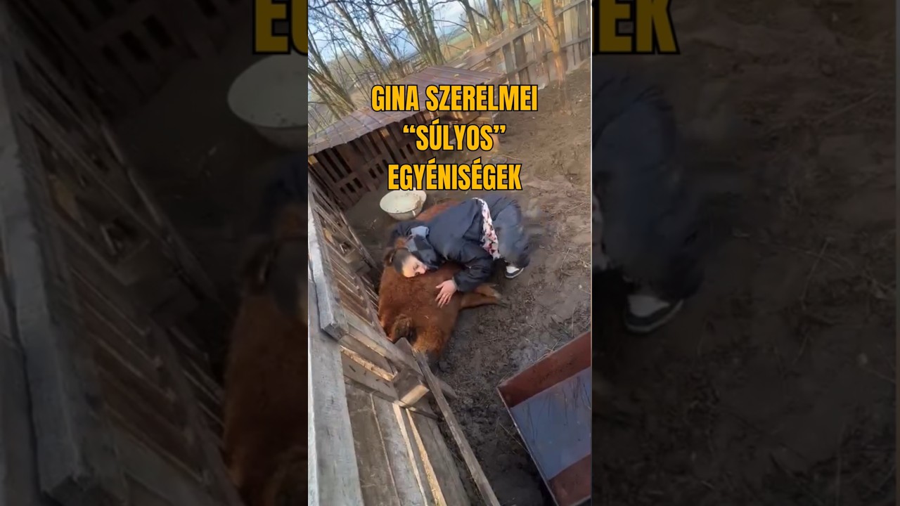 Gina szerelmei "súlyos" egyéniségek Gina 5/15 | Zákányszék #magyarbaromfifutár #önfenntartás