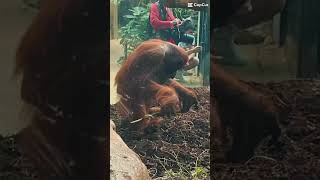 Jai Fait Le Zoo De Bauval Et Cétait Incroyable En 2025