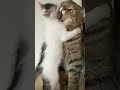 #catslover #cats #pets #cutekittens 😍😍❤️