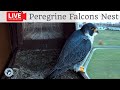 Birdcamit live peregrine falcons nest alex  vergine