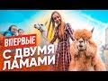 ВПЕРВЫЕ: ЗАВЕЛА АЛЬПАКУ И ЛАМУ// 24 часа с новыми питомцами!