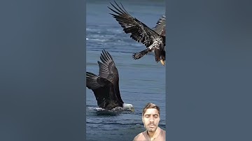 Al Ikhlas #egzonibrahimi #سورة_الإخلاص #ikhlas #shortvideo #nature