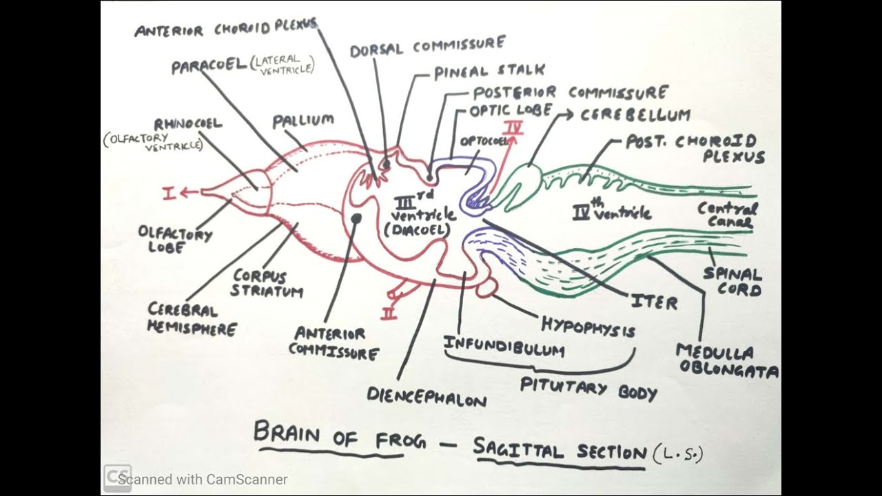 Cranial nerves of Frog - YouTube