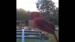 07-Afternoon Birds at Our Feeder: June 18, 2026 Highlights | Trail Cam Footage
